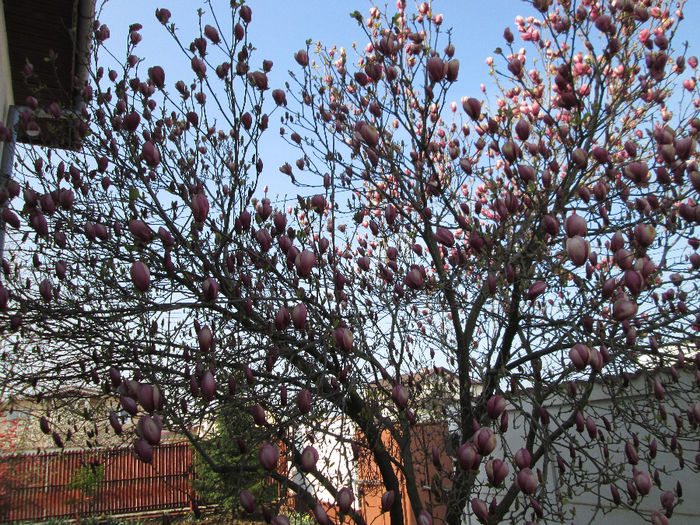 IMG_1400 - magnolia