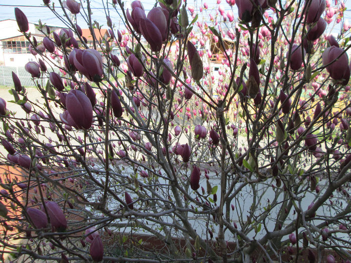 IMG_1405 - magnolia