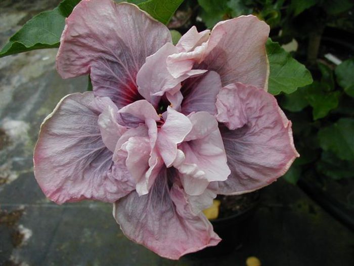 a lady adele - A HIBISCUS COLECTIE