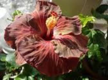 a_Chocolate Delight - A HIBISCUS COLECTIE