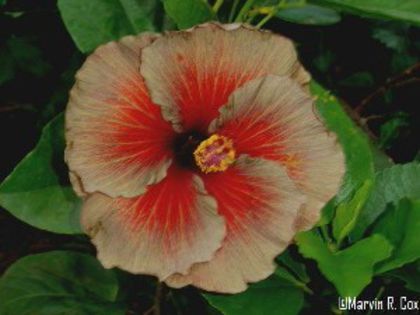 a_Chocolate_Delight - A HIBISCUS COLECTIE