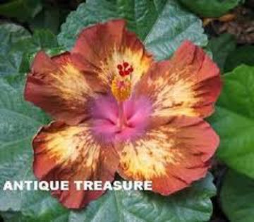 Antique Treasure - A HIBISCUS COLECTIE