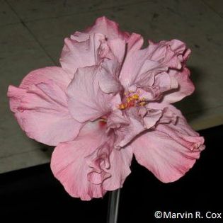Exotic_Lavender_Lady