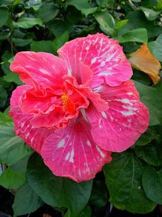Hibi_Belle_a_Hope - A HIBISCUS COLECTIE