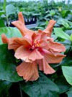 Hibi_Brandon_Stratton2