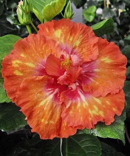 Hibi_High_Definition - A HIBISCUS COLECTIE