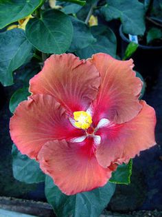 Hibi_Jim_Berry