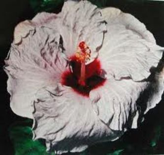 Hibi_Peggy Walton