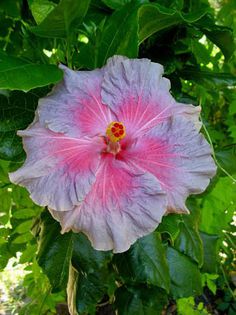 Hibi_Tahitian_Dreams