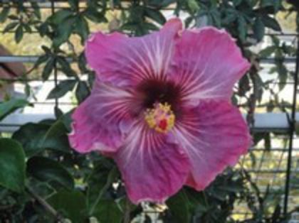 Me-oh my-oh - - A HIBISCUS COLECTIE