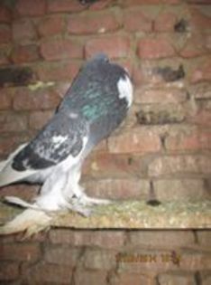 95990699_BJHRSRM - Matca Gusat de Pomerania pe 2014