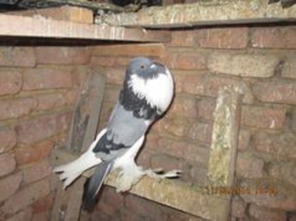 95990701_FMUENHE3 - Matca Gusat de Pomerania pe 2014