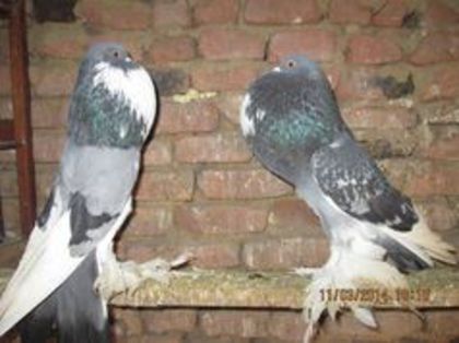 95990704_UYBDQDQ3 - Matca Gusat de Pomerania pe 2014