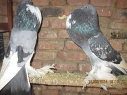 95990706_GGGIKNK3 - Matca Gusat de Pomerania pe 2014