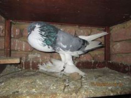 95990715_EDCYNQC - Matca Gusat de Pomerania pe 2014