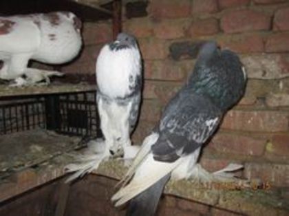 95990734_WQJPZZF - Matca Gusat de Pomerania pe 2014