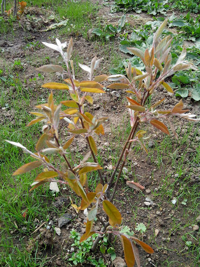 amelanchier  larmackii - ARBUSTI SI POMI FRUCTIFERI