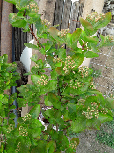 aronia plina de boboci de flori - ARBUSTI SI POMI FRUCTIFERI