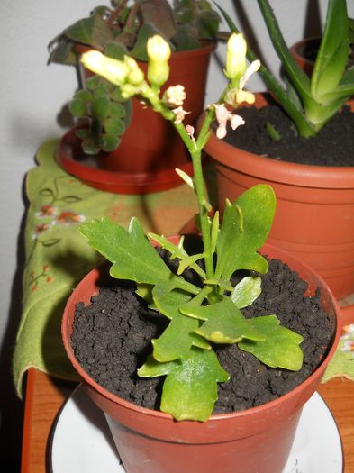 DSCN0379 - flori de interior 2014