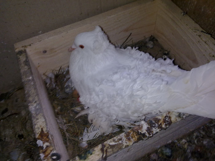 mamica tare grijulie