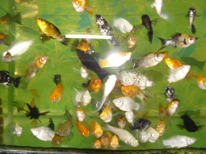 P1220422 - Pesti exotici de vanzare