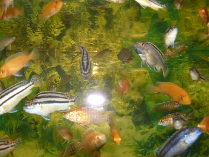 P1220424 - Pesti exotici de vanzare