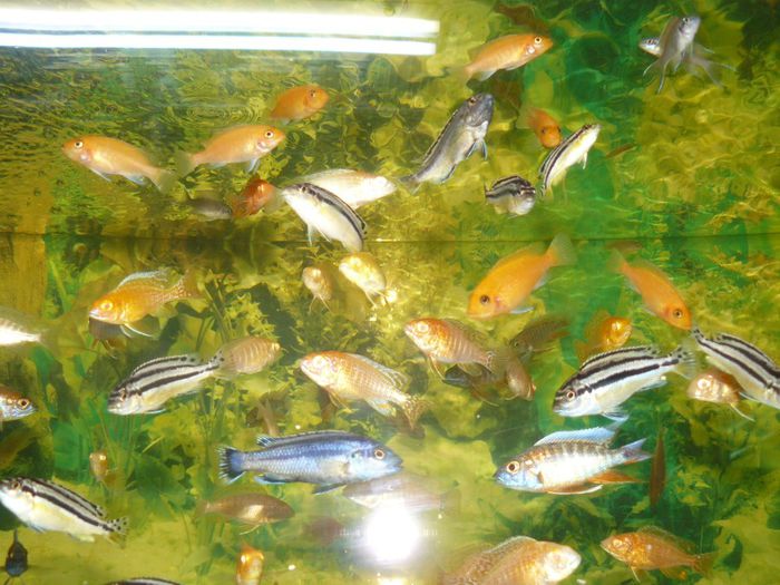 P1220425 - Pesti exotici de vanzare