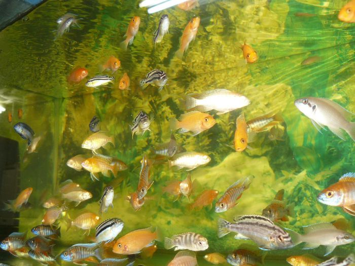 P1220426 - Pesti exotici de vanzare