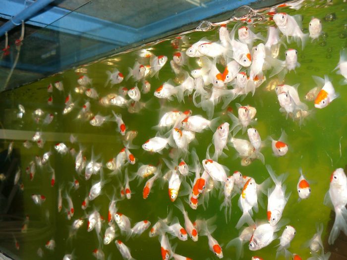 P1220427 - Pesti exotici de vanzare