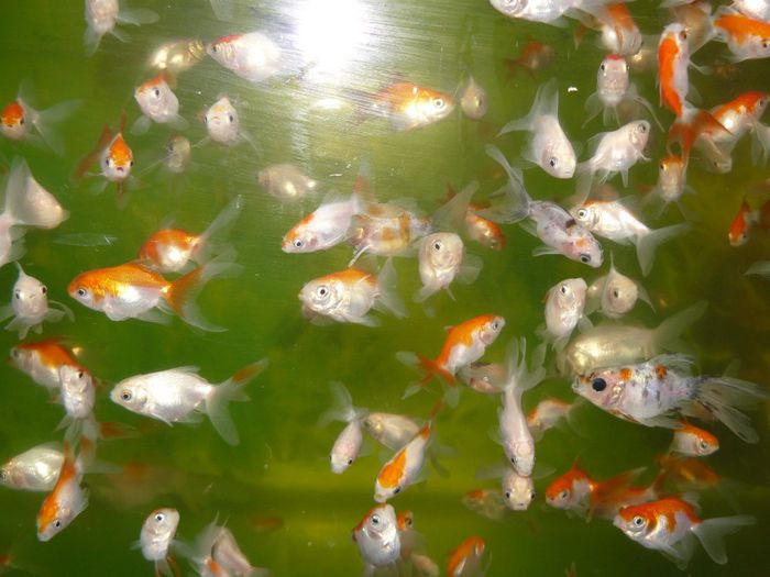 P1220428 - Pesti exotici de vanzare