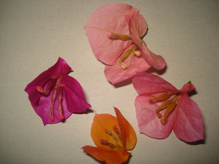 DSC07562 - FLORI 2014