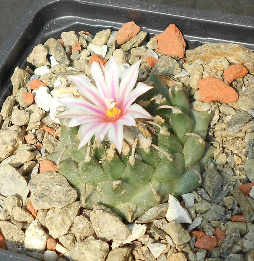 turbinicarpus panarottoi pp 385 - b1-cactusi 2014