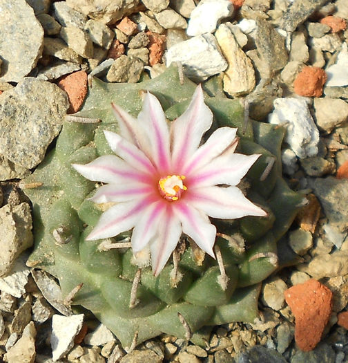 turbinicarpus panarottoi pp 385
