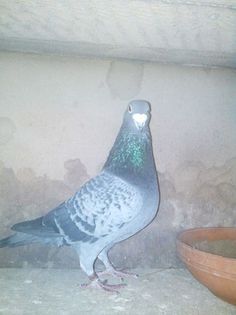 1011410_487138848078174_20082907_n - D TEPARI