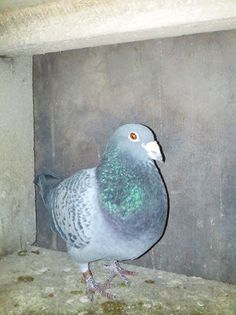 1794592_468748559917203_852650574_n