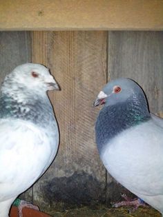 1798003_471098329682226_1016415924_n