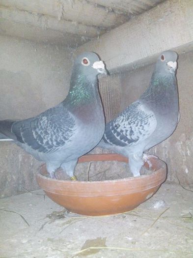 1899946_469145843210808_6857152_n