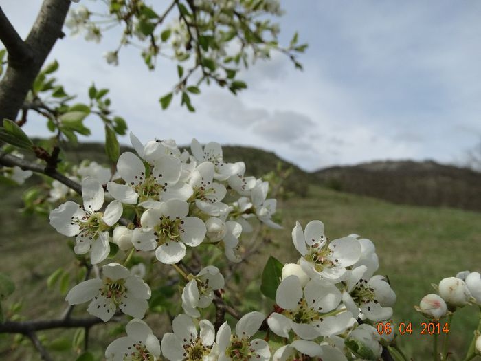 DSC01733 - Peisaje 2014 si alte imagini