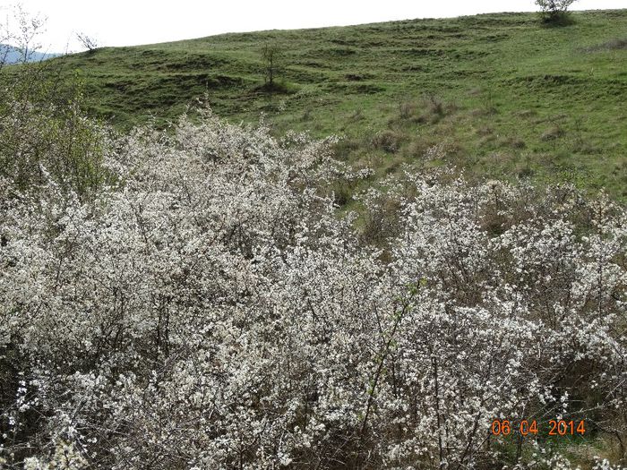 DSC01732 - Peisaje 2014 si alte imagini