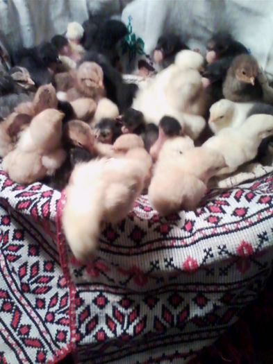 IMG_20140407_201041 - Vietuitoarele de langa casa