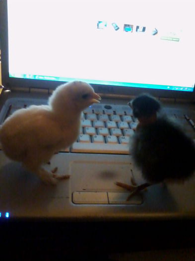 IMG_20140407_202521 - Vietuitoarele de langa casa