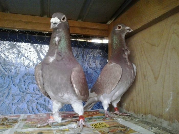 M 2010 & F 2010