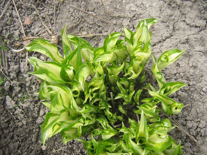 primavara 2014 004 - In gradina mea