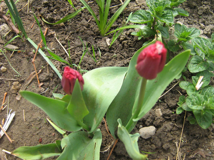 primavara 2014 006 - In gradina mea