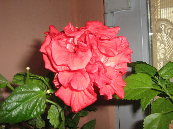 singura floare. - Florile mele