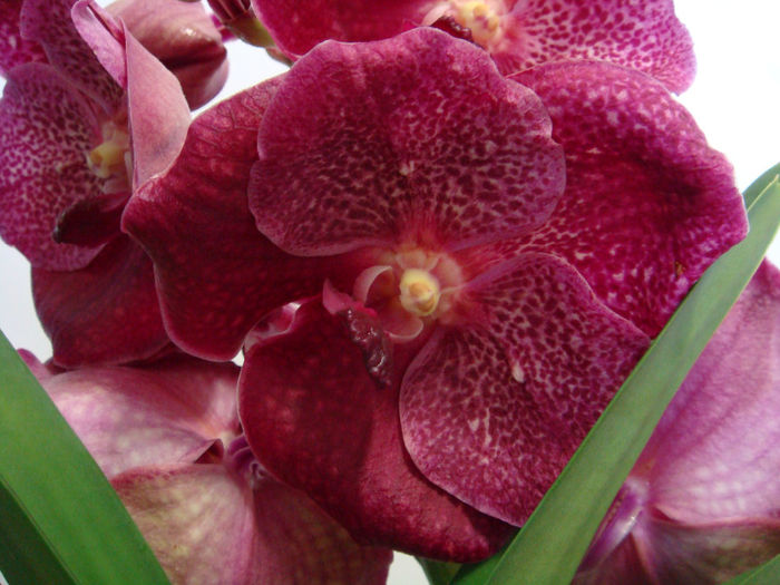 DSC07580 - Vanda Copper red