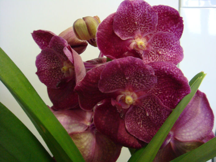 DSC07578 - Vanda Copper red