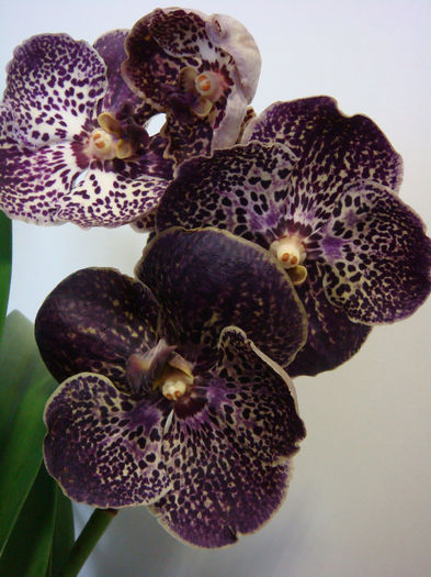 DSC07586 - Vanda Dark Chocolate Brown