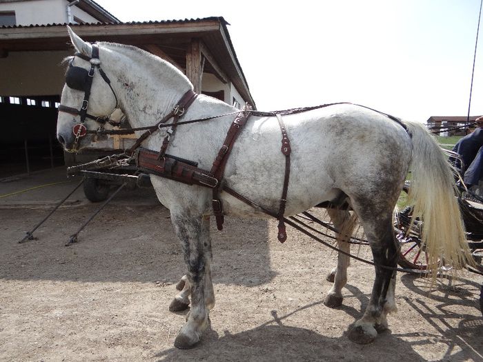 Nandi 163cm