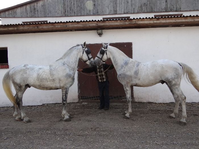 face to face Solyom & Nandi - Pair for sale 2014 SOLD